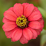 Zinnia peruviana